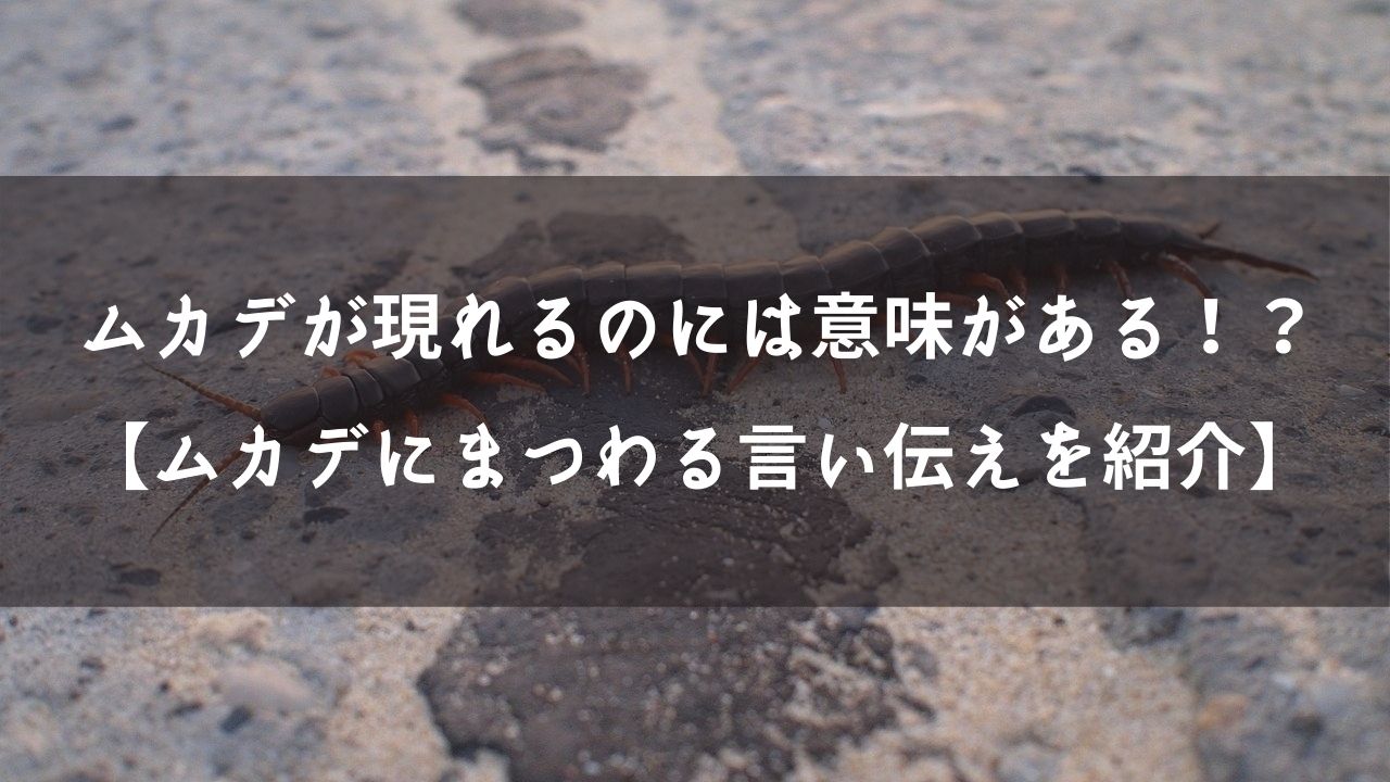 ムカデが現れるのには意味がある！？【ムカデにまつわる言い伝えを紹介】